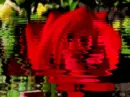 RIPPLING RED ROSE