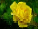 RIPPLING YELLOW ROSE