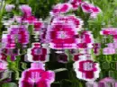 RIPPLING DAINTY FLOWERS