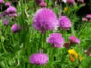RIPPLING PINK FLOWERS