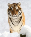 tiger in snow