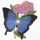 BLUE BUTTERFLY FLOWERS