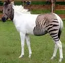 i am ze zorse
