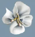 csili