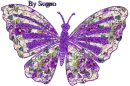 Farfalla 5