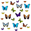 BEAUTIFUL WARPING BUTTERFLYS