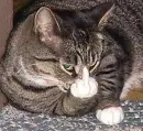 Cute kitty