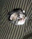 Pocket Kitten