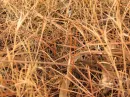 pine needles