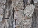 pine bark