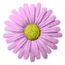 pink daisy