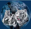 MOON TIGERS