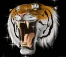 BEAUTIFUL WILD TIGER FACE