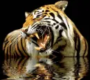 WILD TIGER IN WATER