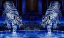BEAUTIFUL WILD TIGERS. Larger animation