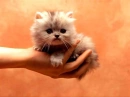 cat love