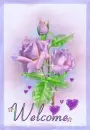 Welcome Violet Roses