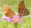 SPRING BUTTERFLIES
