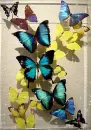 TWINKLING BUTTERFLYS
