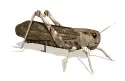grasshopper