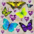 BUTTERFLY HEART LAND