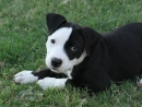 A Black Pitbull