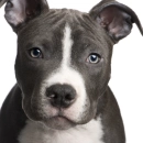 Cute Pitbull