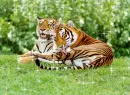 TIGERS IN LOVE ON VALENTINES DAY