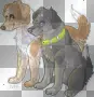 puppy pup pup