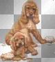 short pup