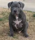 Blue Nosed Pitbull