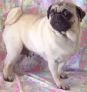 Pug