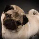 A Cute Pug