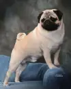 Cute Pug