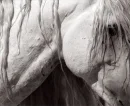 Dreamer Horse Land horse