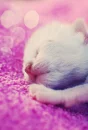 adorable