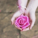 pink rose