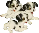 Dogs