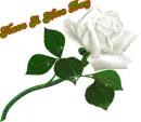 Have A Nice Day