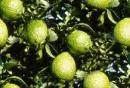 seamless glitter lemon tree background