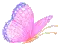 Colorful Butterfly