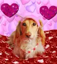 SHIMMERY LOVE DOG