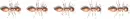 ant divider