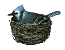 blue jay in nest