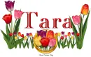 Tulips Tara