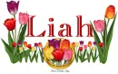 Tulips Liah