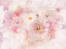 PRECIOUS DAISIES