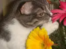 Cute Cat!