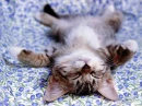 Cute Cat