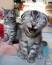 Laughing Cat